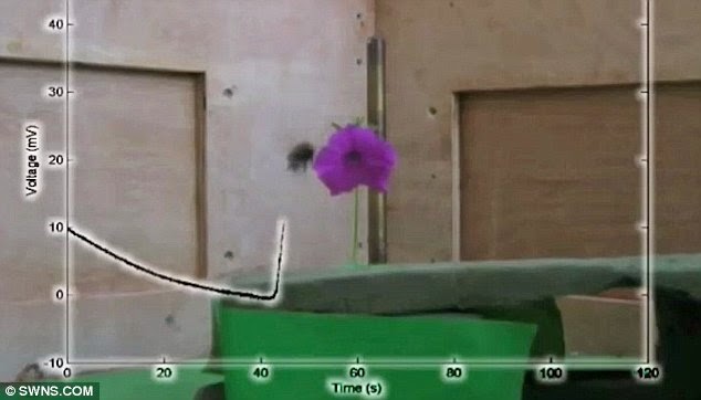 Una vez que la abeja se encuentra dentro de la flor, el nivel de voltaje alcanza su máximo valor