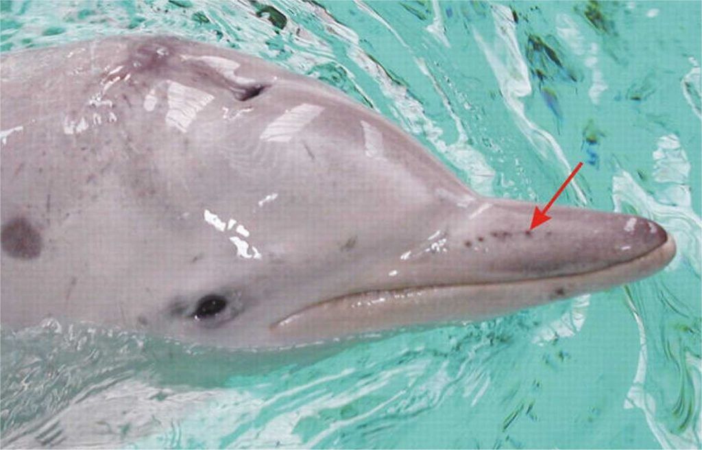 Delfín costero de las Guayanas